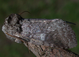 Variable Prominent